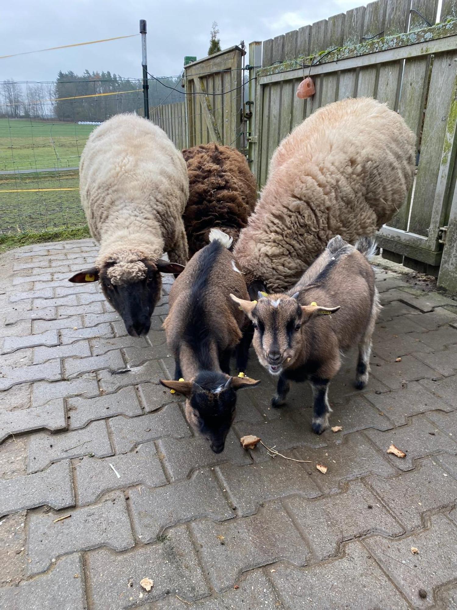 Appartamento Baerenhof Tirschenreuth Esterno foto